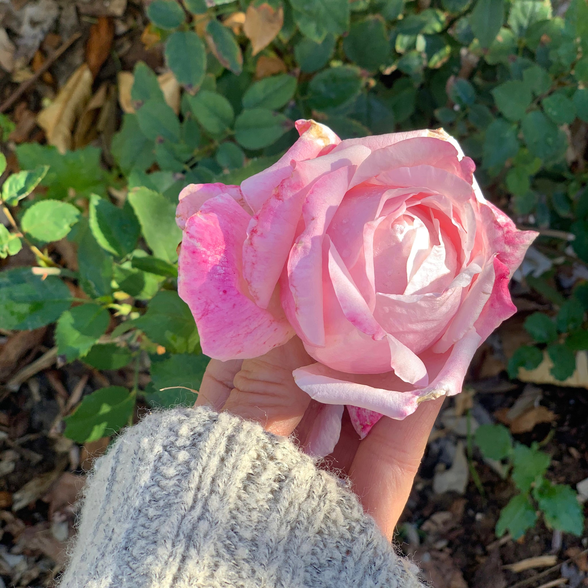 THE BENEFITS OF ROSE HYDROSOL