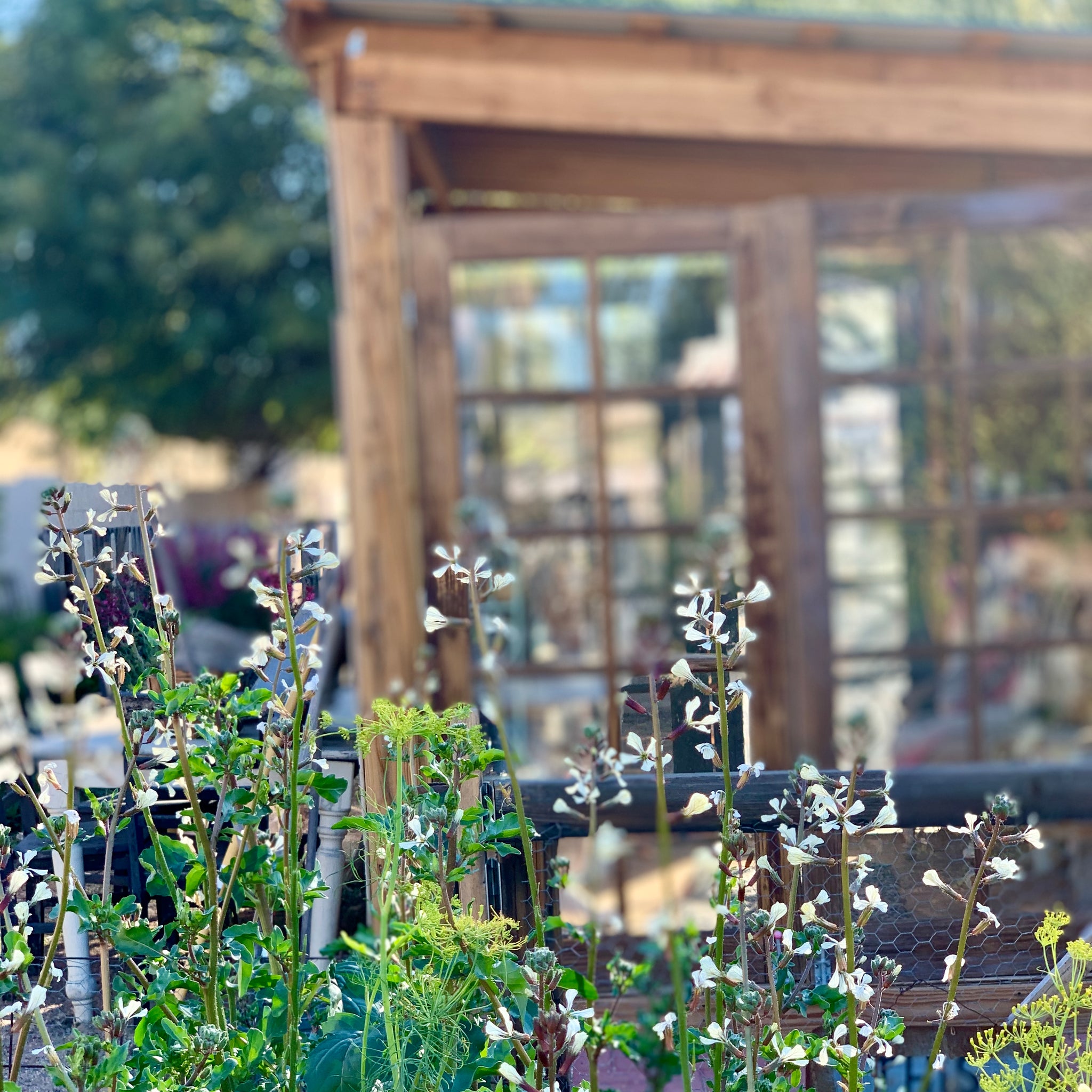 Inspiration for My Gardens Comes From a Love of English Gardens