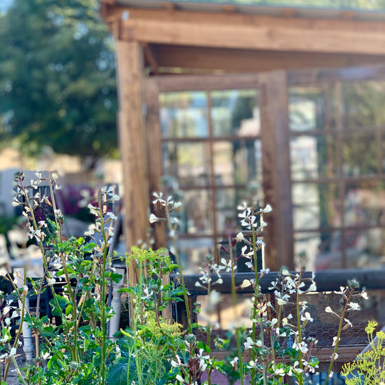 Inspiration for My Gardens Comes From a Love of English Gardens