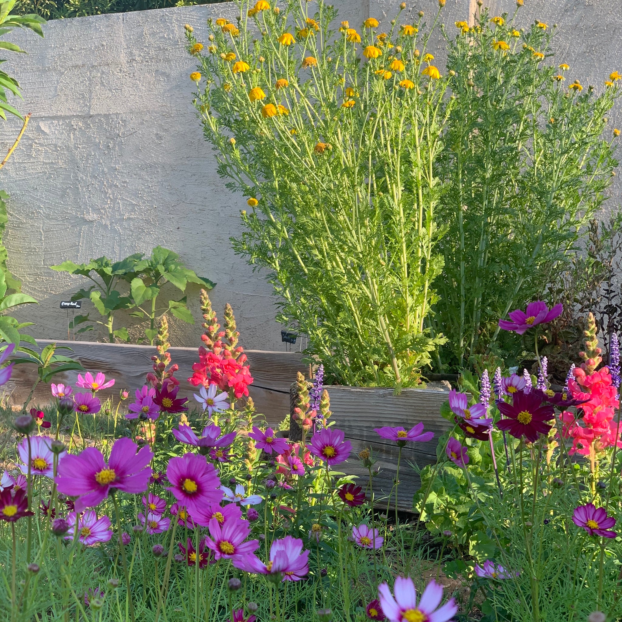 Start a Little Family Garden