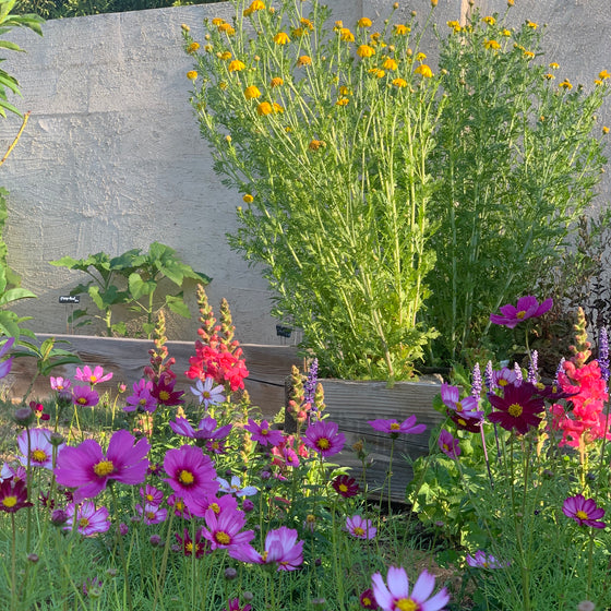 Start a Little Family Garden