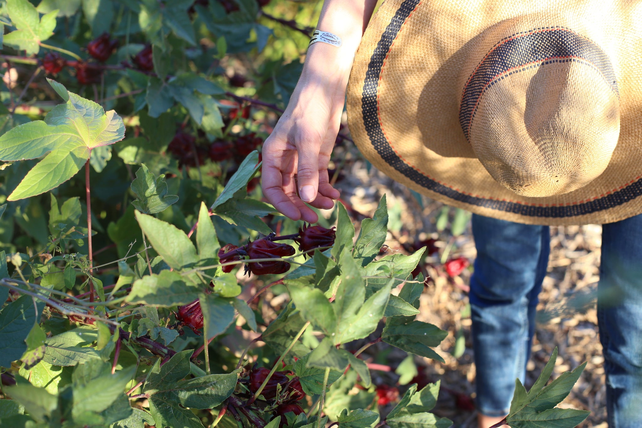 Beauty Benefits of Hibiscus - Anthocyanocides