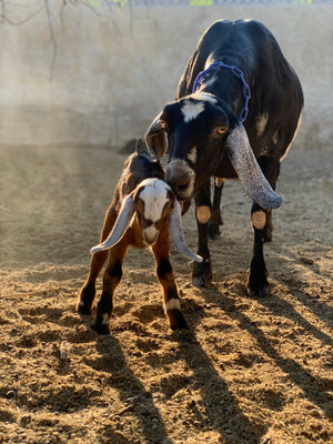 Hazel's Surprise - Baby Goat Adam Has Arrived