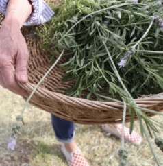 The Beauty of Lavender
