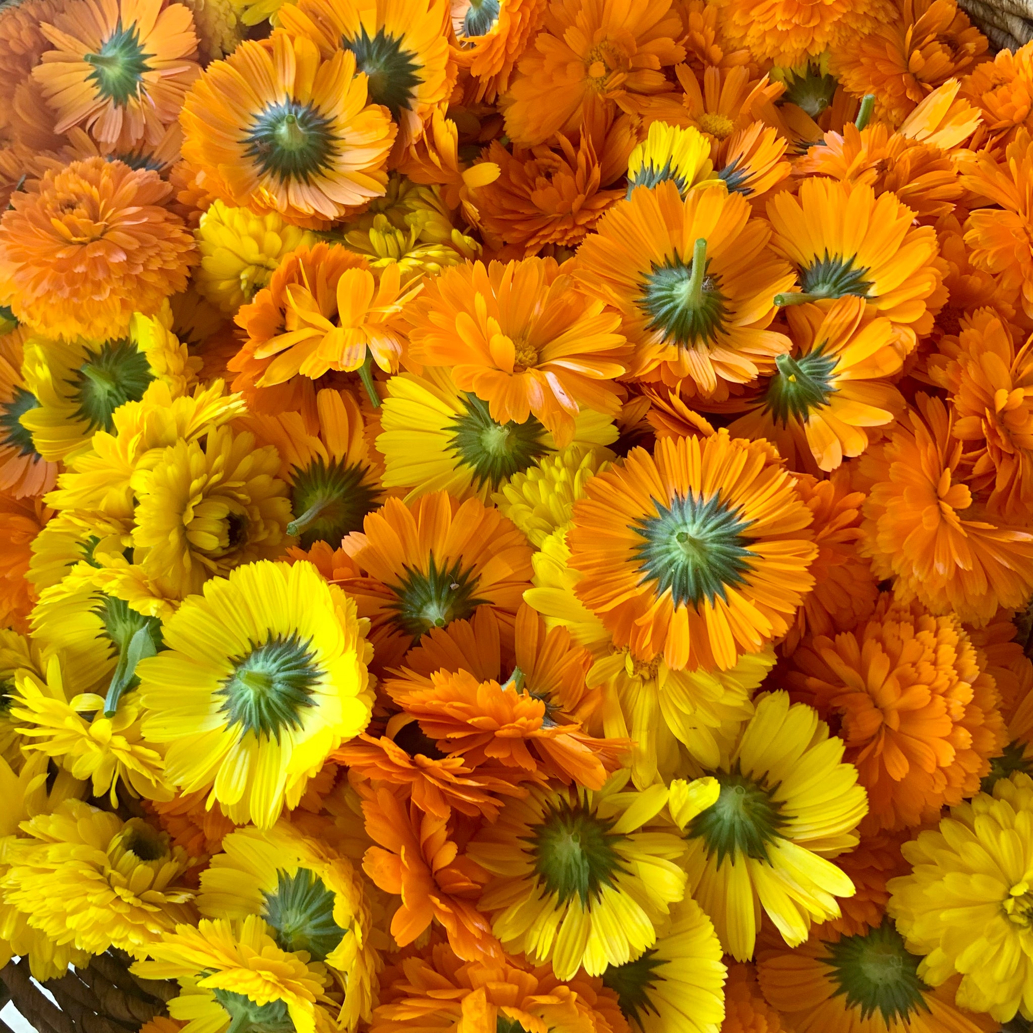 CALENDULA - FROM THE GARDENS TO YOUR BEAUTIFUL SKIN