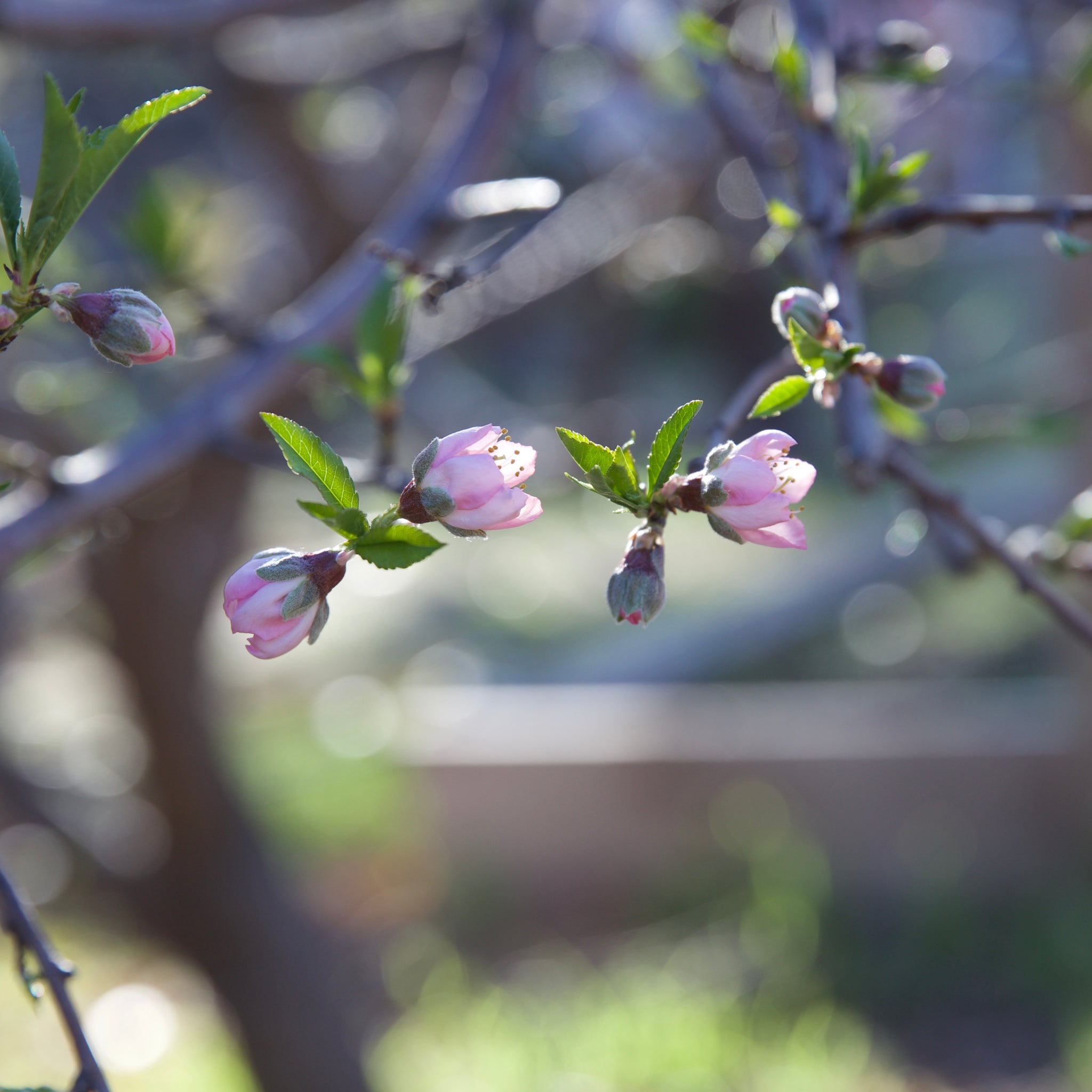 Creating Sanctuary - Wellness of Soul