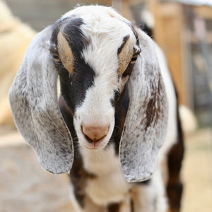 Our Farm's Beautiful Goats