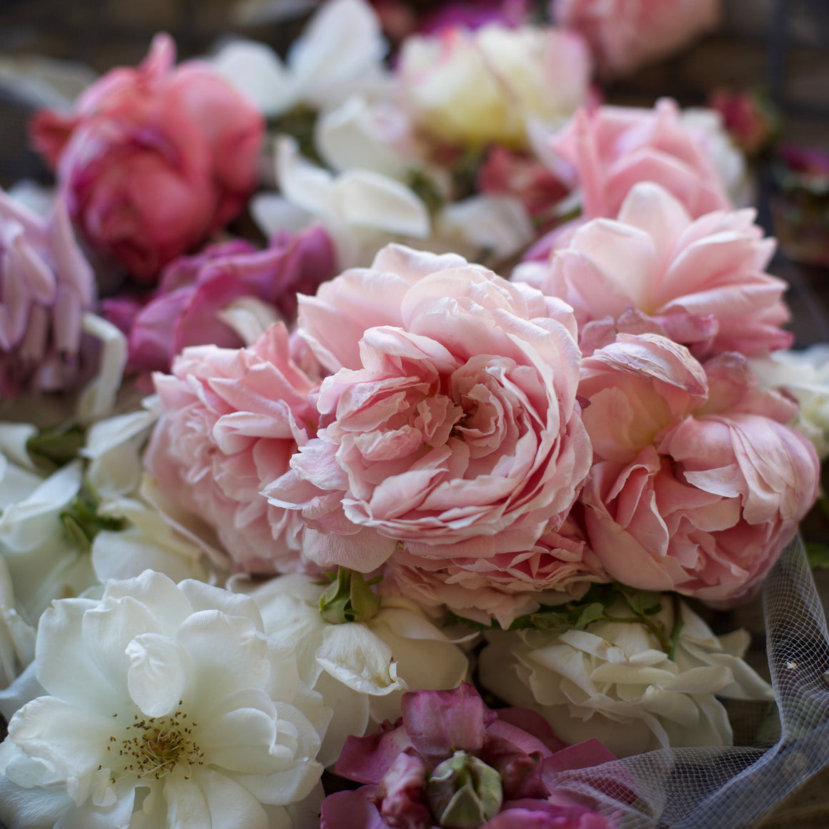 THE BOTANICAL ROSE COLLECTION